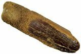 Fossil Sauropod Dinosaur (Titanosaur) Tooth - Morocco #297384-1